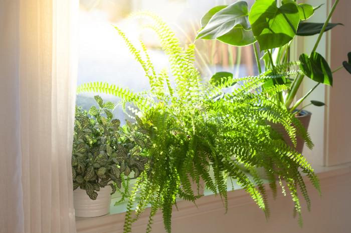boston-fern.jpg