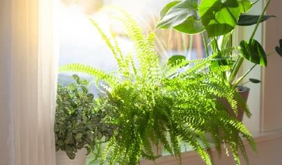 Can indoor plants clean the air?