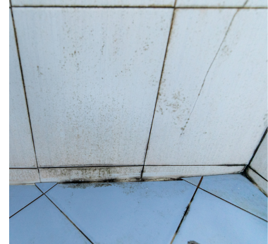 bathroom mold