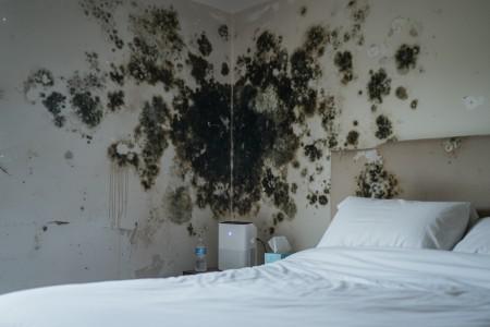 Can you sleep in a house with mold? health risks and safety guidelines