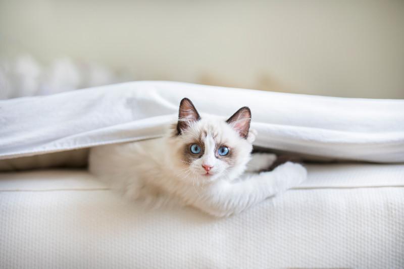 catinsheets.jpg