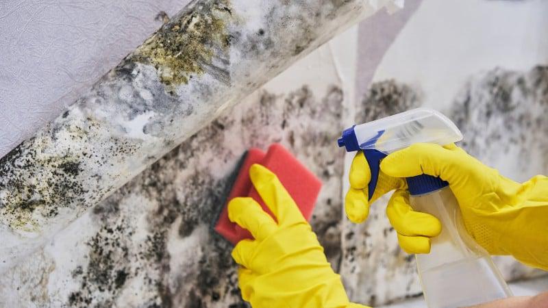 cleaning-mold.jpg