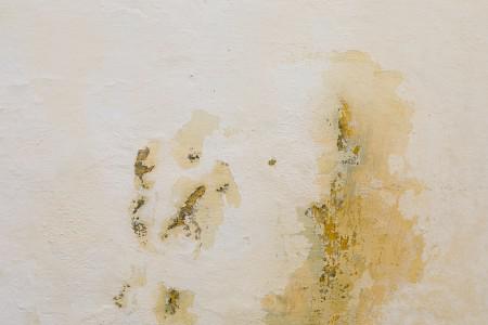 Household materials mold grows on: unexpected places mold thrives and how to prevent it
