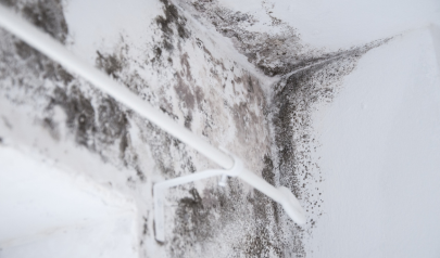Common Mold Damage Sources in Homes and Businesses