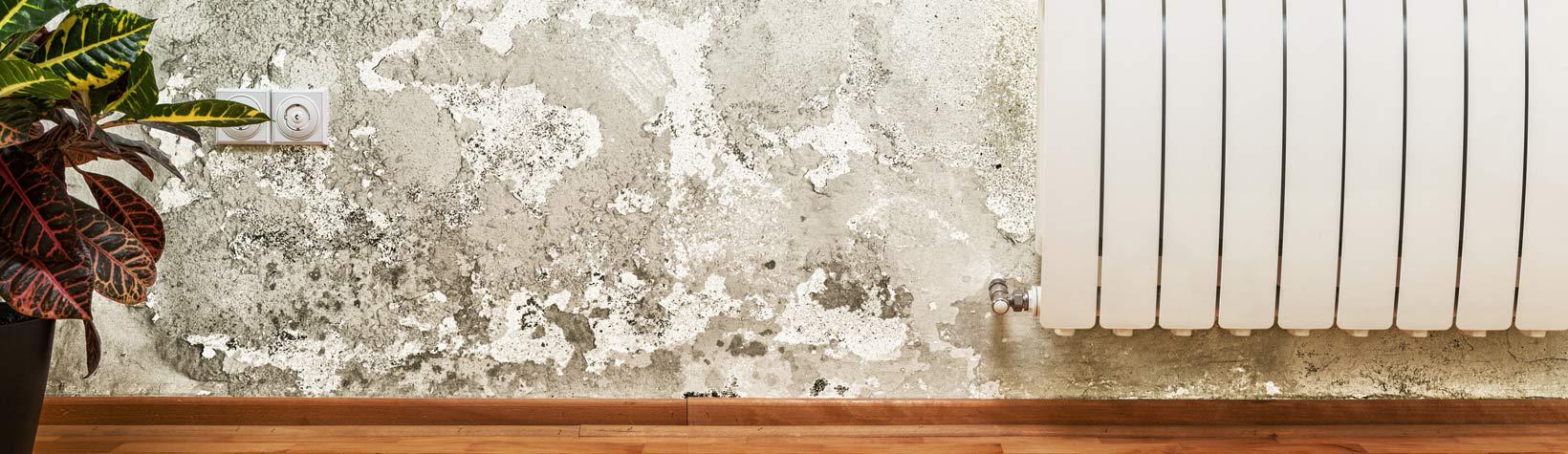 Mold removal - mold on wall