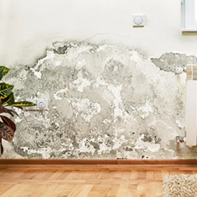 Mold Removal & Remediation