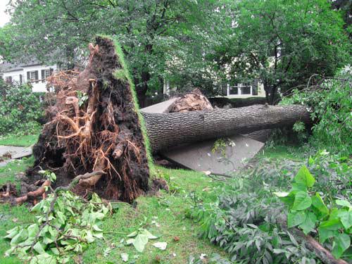 Fallen tree