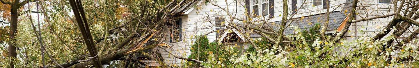 Fallen trees around a home after a natural disaster