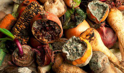 How Dangerous is Mold? Can Food Mold Cause House Mold?