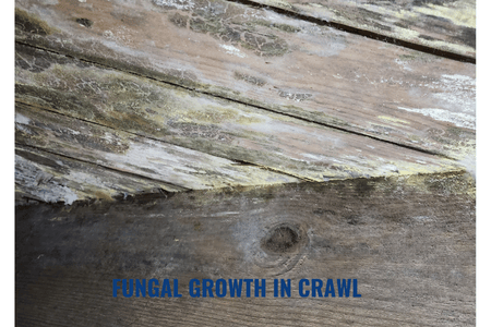 Why Elevated Moisture in Crawl Spaces Poses Serious Risks to Your Home and Health