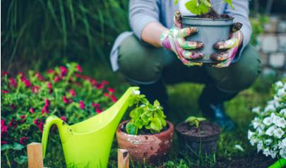 The Best Plants for Flood Control