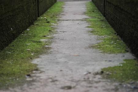 Black mold vs. green mold: what’s the difference and which is worse?
