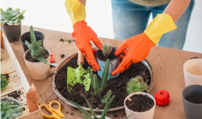 Exposure to Mold: Are Your Houseplants Making You Sick?