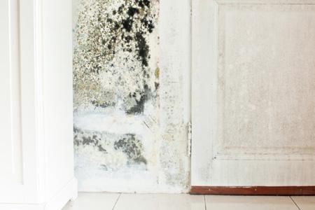 Mold Remediation 101: How do you get rid of mold without spreading it?