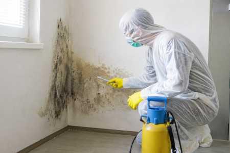How to choose a mold remediation company: 7 questions to ask before hiring