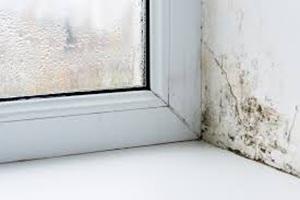 Indicators of Mold in Your Metro New Orleans Home: How to Find It and Treat It