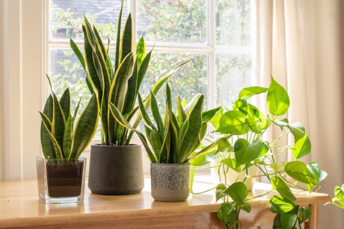 indoor-plants.jpg