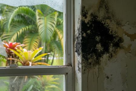 Is black mold a serious problem in Plantation, FL homes?