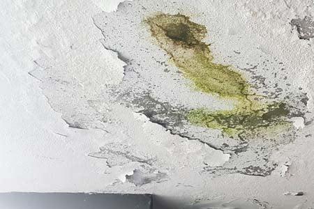 Is green mold dangerous?