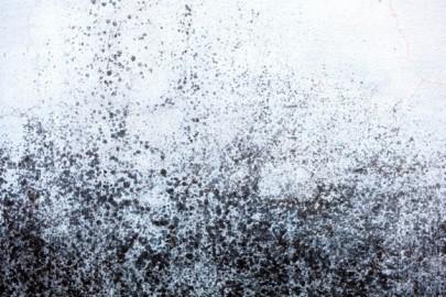 The Impact of Mold Damage on Flooring in Your Pineville Home