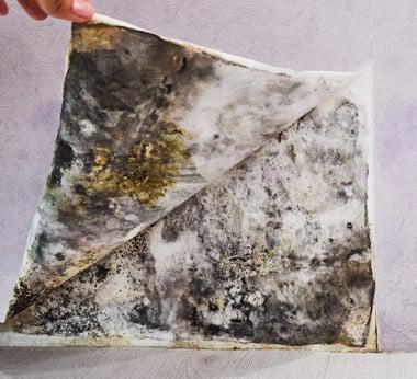Mold Remediation Burlington FAQ