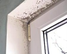 Mold Feeding Insects: Are They Invading Your Home?