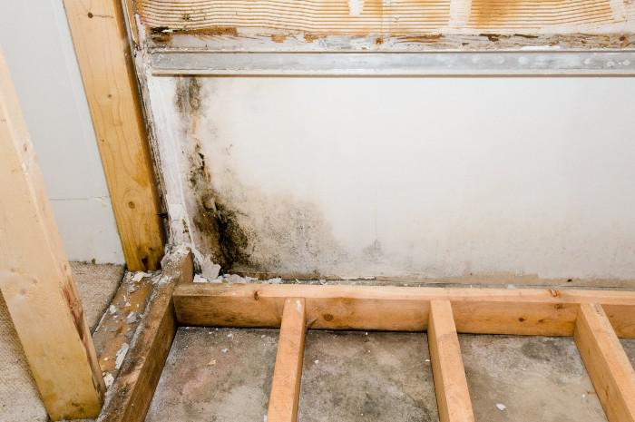 Mold-in-retail-19-P.jpg
