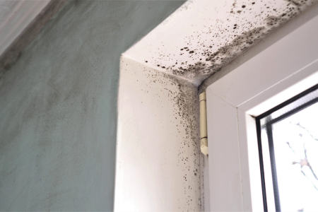 Black mold spots are visible along the corner of a window frame where moisture has built up on the interior wall.