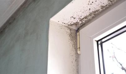 Spring Mold Inspection Tips for Residential Homes
