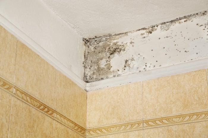 mold-on-ceiling.jpg