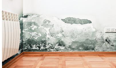 Protect Your Home From Mold