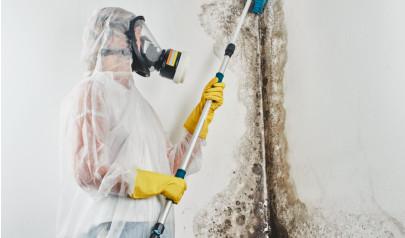 The Cost of Mold Removal