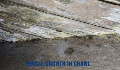The Hidden Dangers of Elevated Moisture in Crawl Spaces