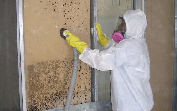 Cleaner removing mold from a wall