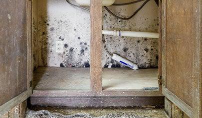 Is it Mold or Mildew?... Or is it Just Dirty?