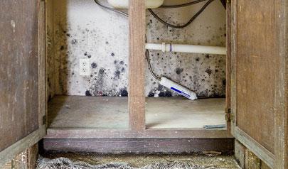 Is it Mold or Mildew?... Or is it Just Dirty?