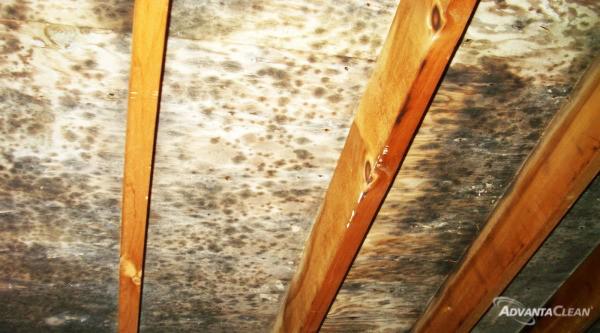 Mold_Attic-600x333.jpg