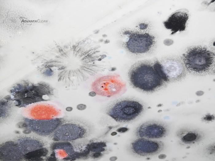 mold_growth_2[1].jpg