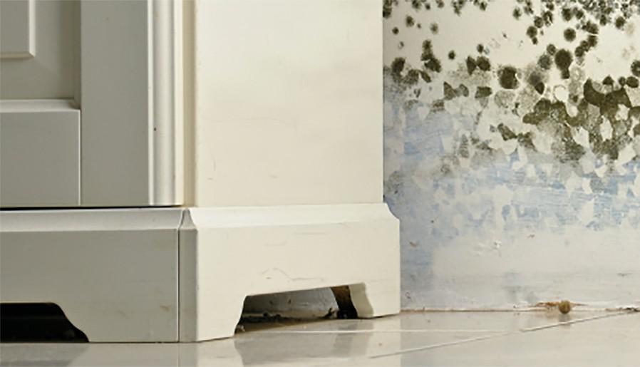 mold_on_wall[1].jpg