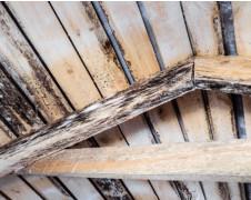 moldy roof
