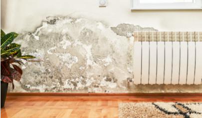 What Should Homeowners and Business Owners Know About Mold Remediation?