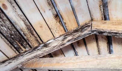 Why Mold Removal from Wood Is Harder Than You Think
