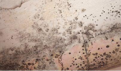 Mold in the workplace: All you need to know