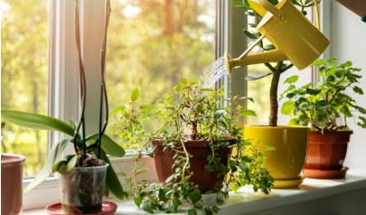 Plants to improve indoor air quality