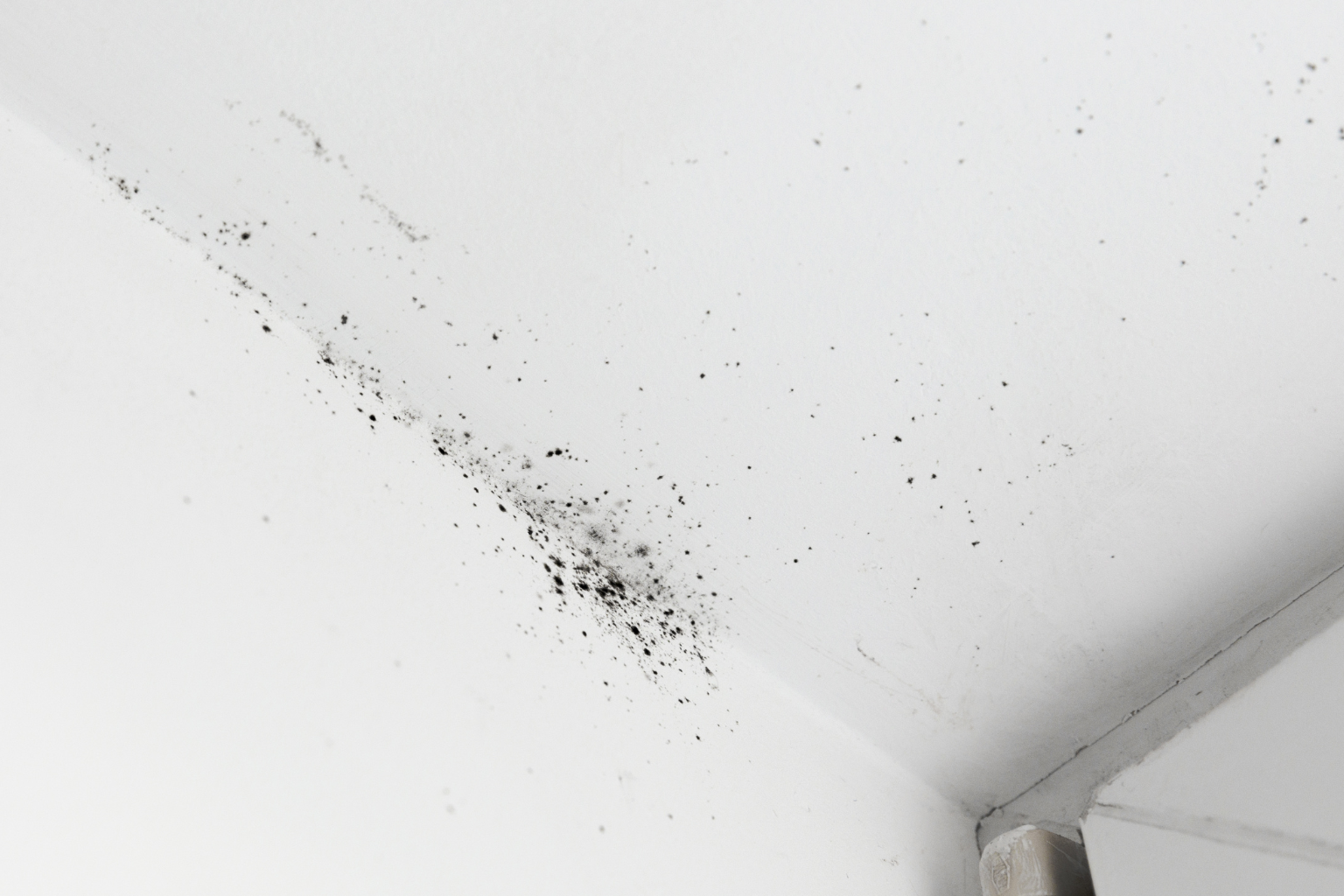 Post-Storm Mold Inspection: How to Spot Hidden Water Damage Before It Spreads