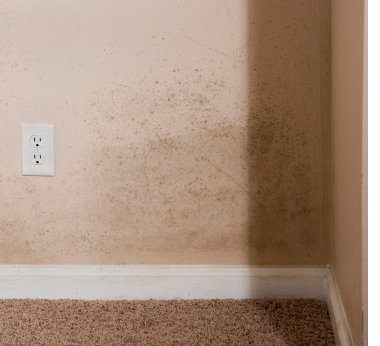 Walls with mold on them