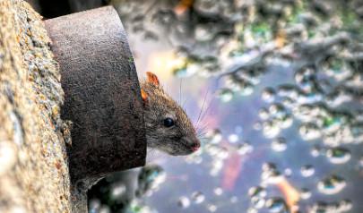 Alert! Water Damage! Rodents Wreak Havoc on Water Pipes