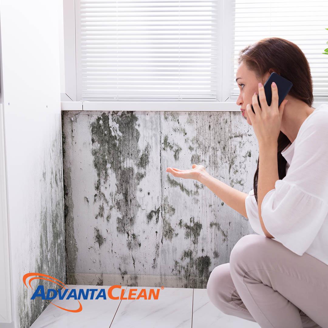 Understanding Mold Allergies: Symptoms, Risks, and Effective Solutions