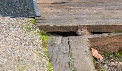 7 Tips to Keep Rodents Out of Crawl Space