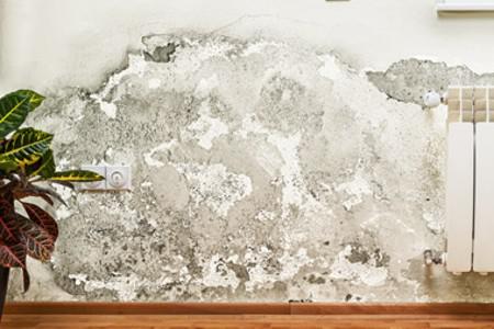 Seasonal mold growth: Preventing mold during humid months